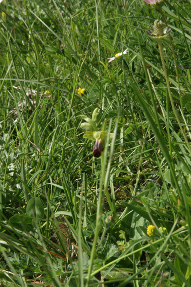 ophrys sulcata ????